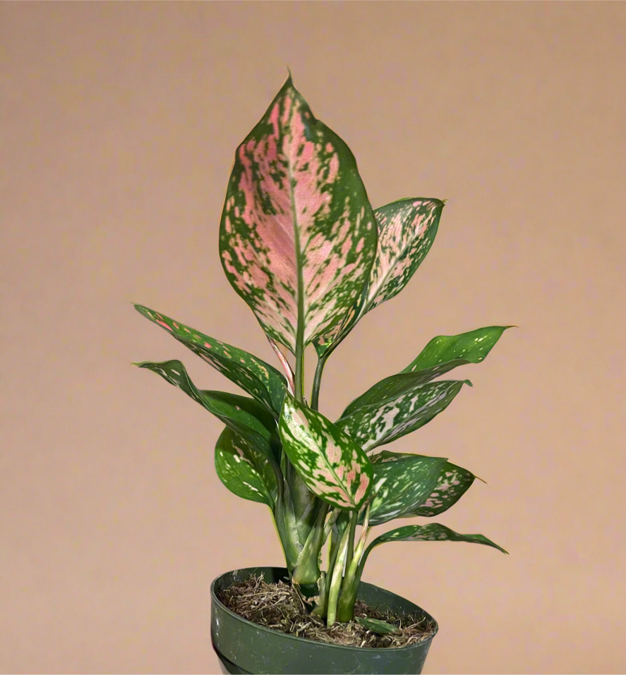 4” Aglaonema ‘Lady Valentine’