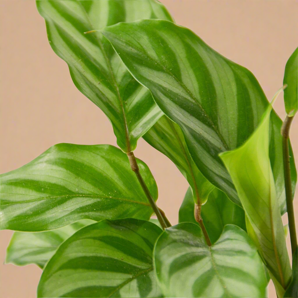 Calathea Concinna 'Freddie'