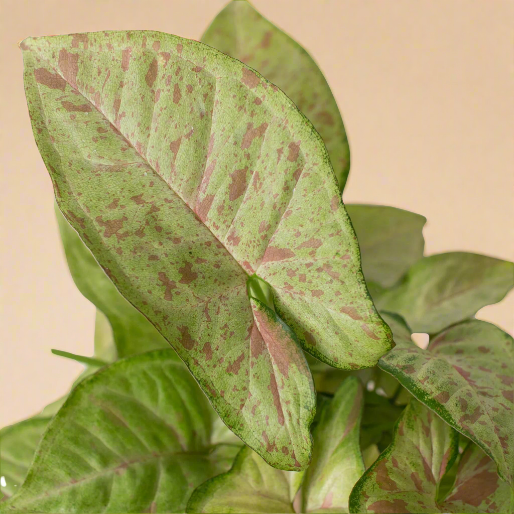 Syngonium 'Confetti'