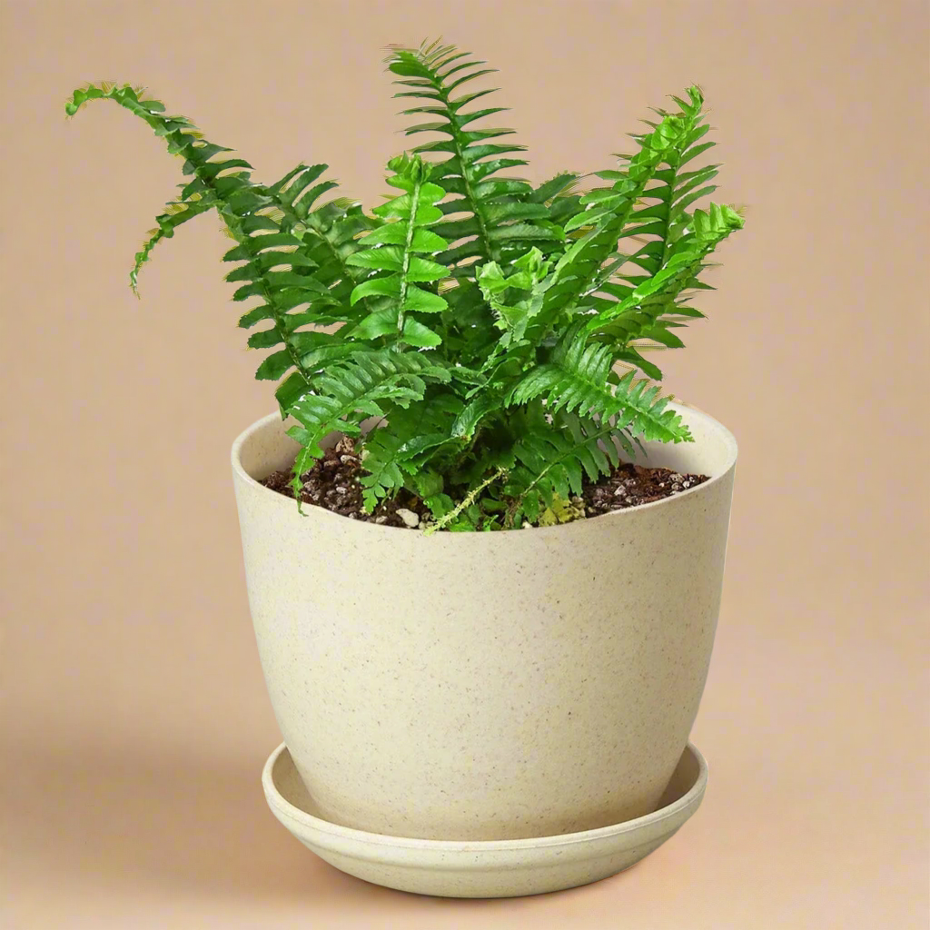 Jester's Crown Fern