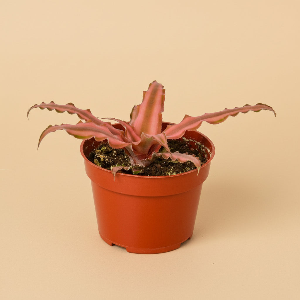 Cryptanthus 'Pink Star' - 4" Pot