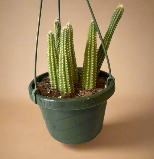 Peanut Cactus – Echinopsis Chamaecereus 6” HB