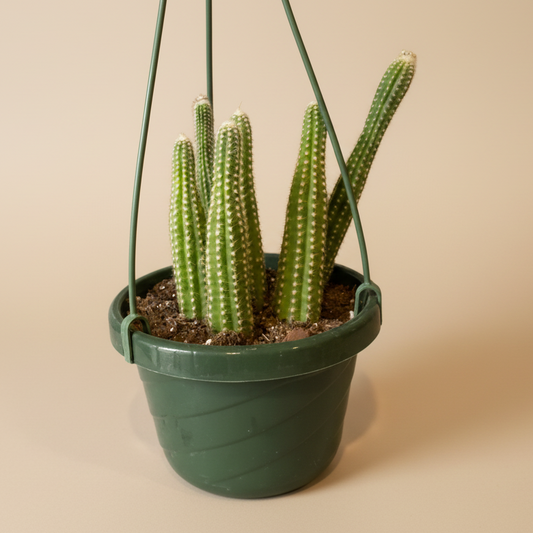 Peanut Cactus – Echinopsis Chamaecereus 6” HB