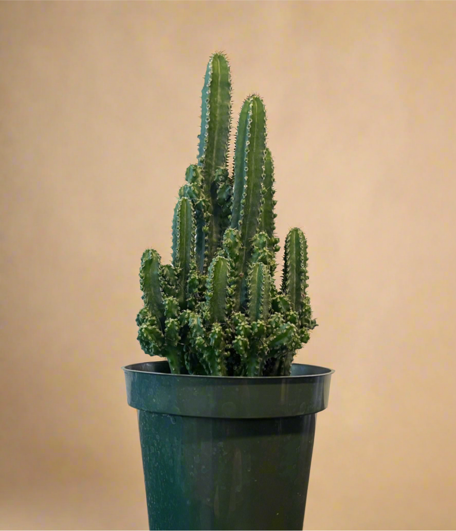 4.5” Fairy Castle Cactus