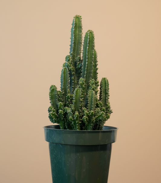 4.5” Fairy Castle Cactus