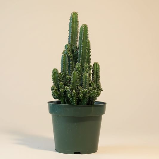 Fairy Castle Cactus - 4.5” pot