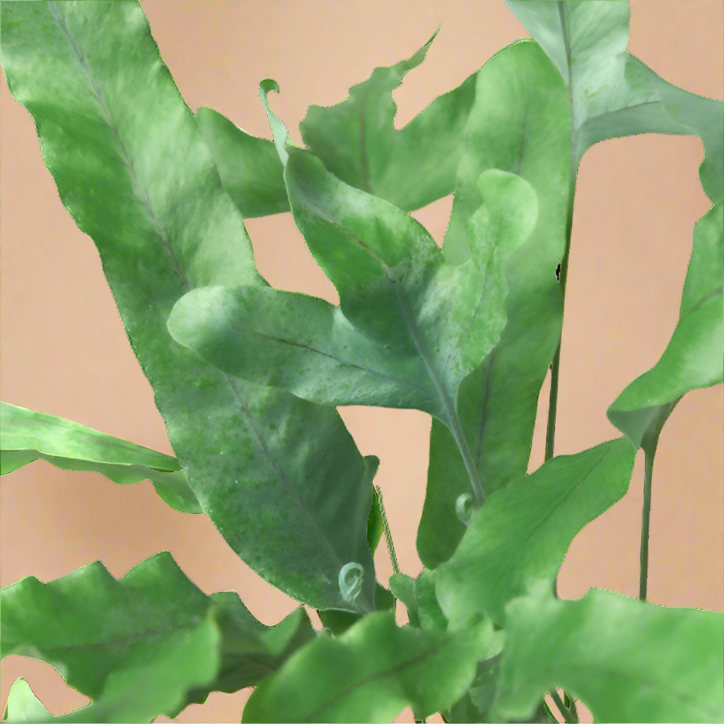 Fern 'Blue Star'