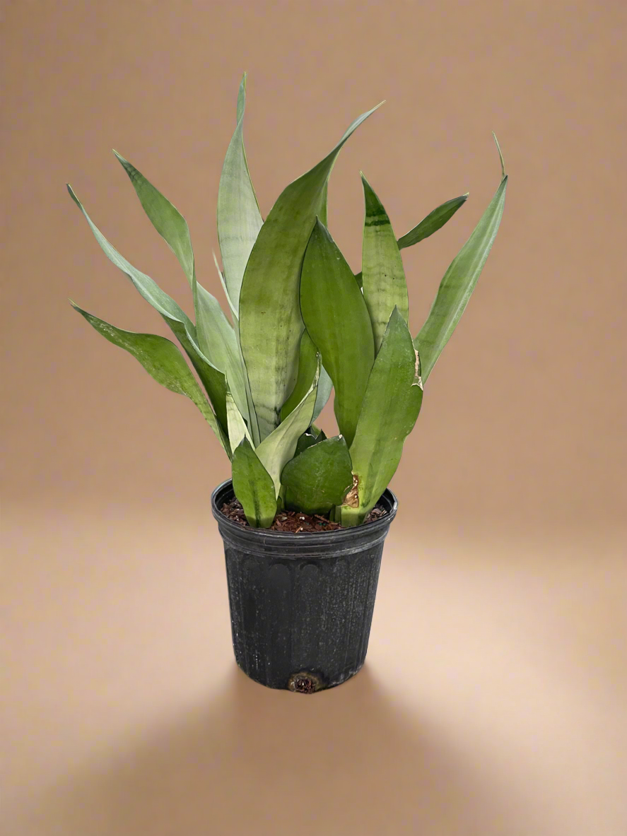 Snake Plant Moonshine