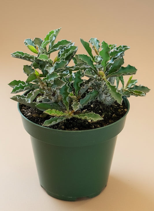 Potted plant with crinkle leaves on a beige background