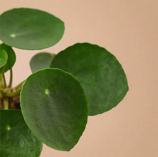 4” Pilea Peperomioides – Chinese Money Plant