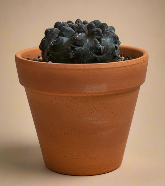 3.5” Eriosyce Oculta