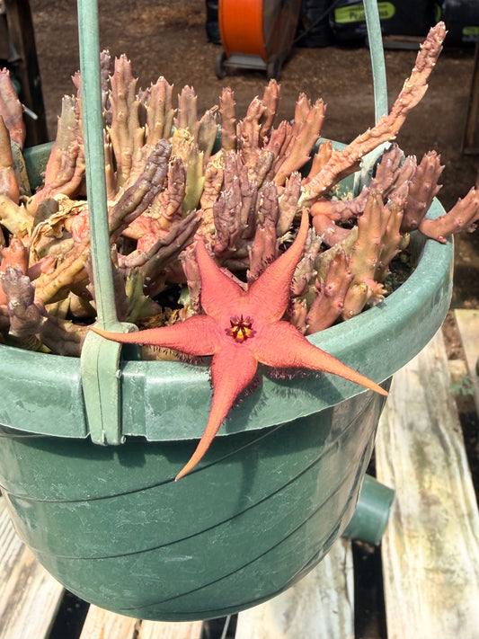 Stapelia paniculata v. scitula 6” Hanging Basket