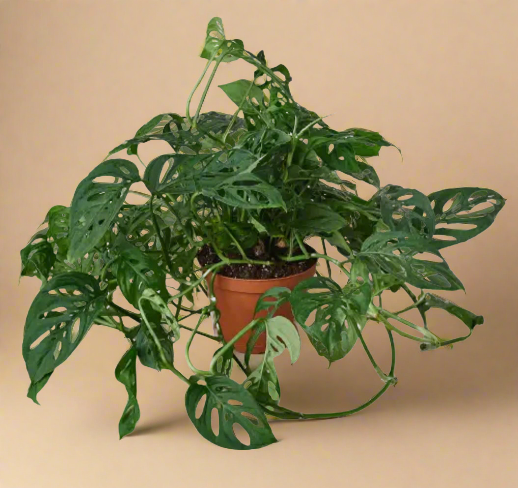 4” Monstera Adansonii - Swiss Cheese Plant