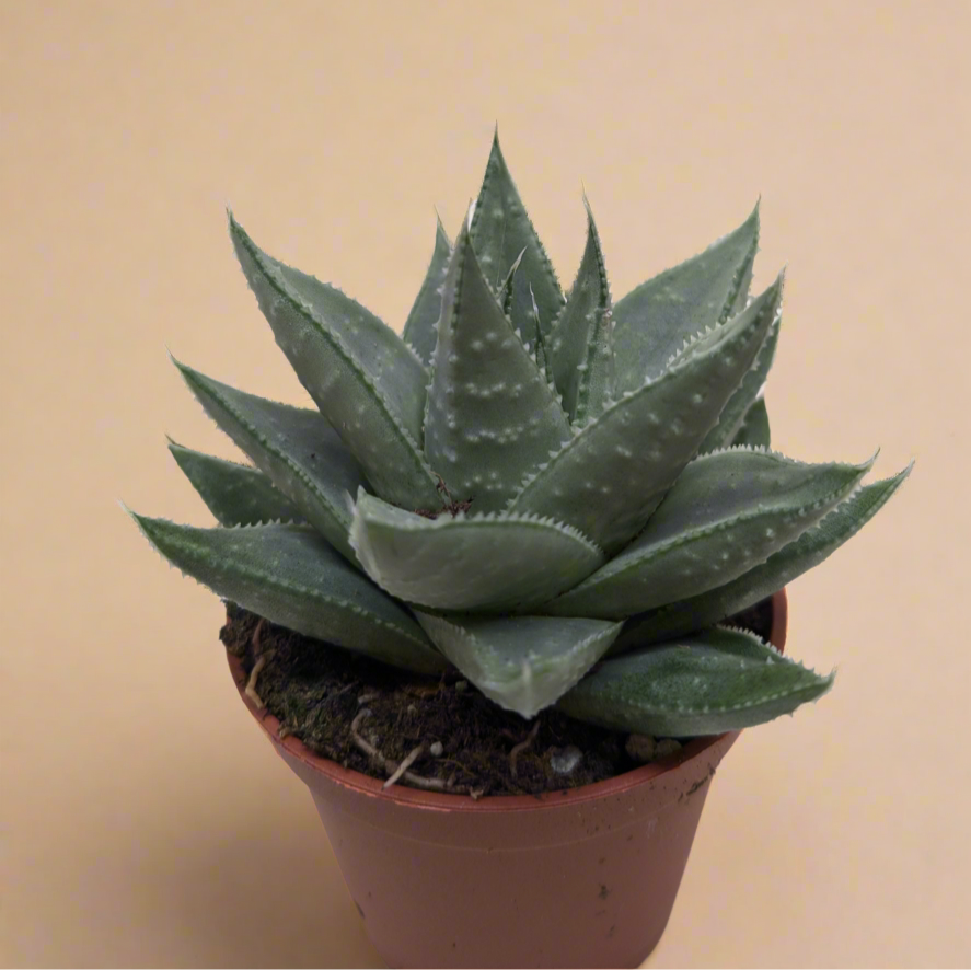 Succulent Haworthia Savanna