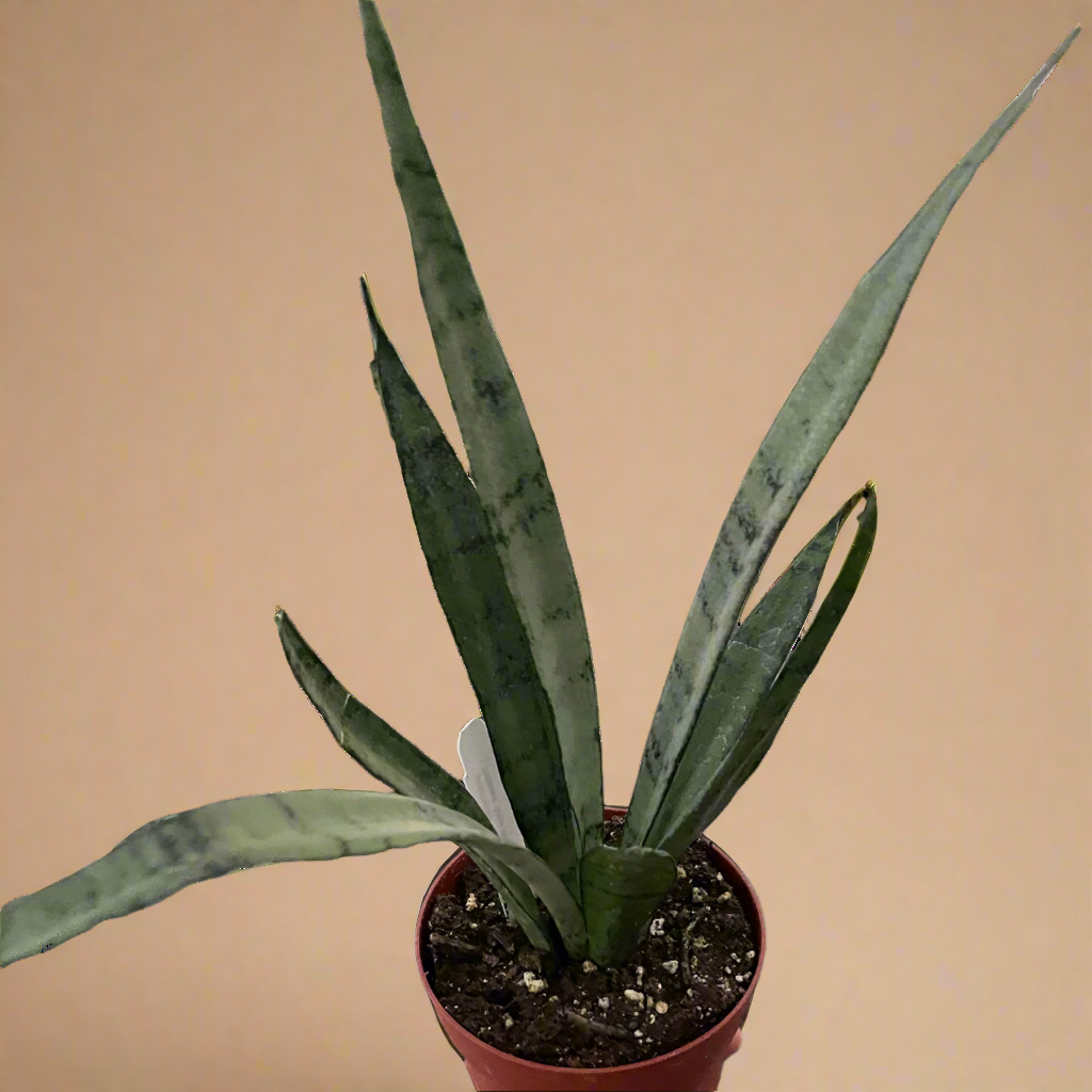 Sansevieria hybrida ‘Silver Princess’