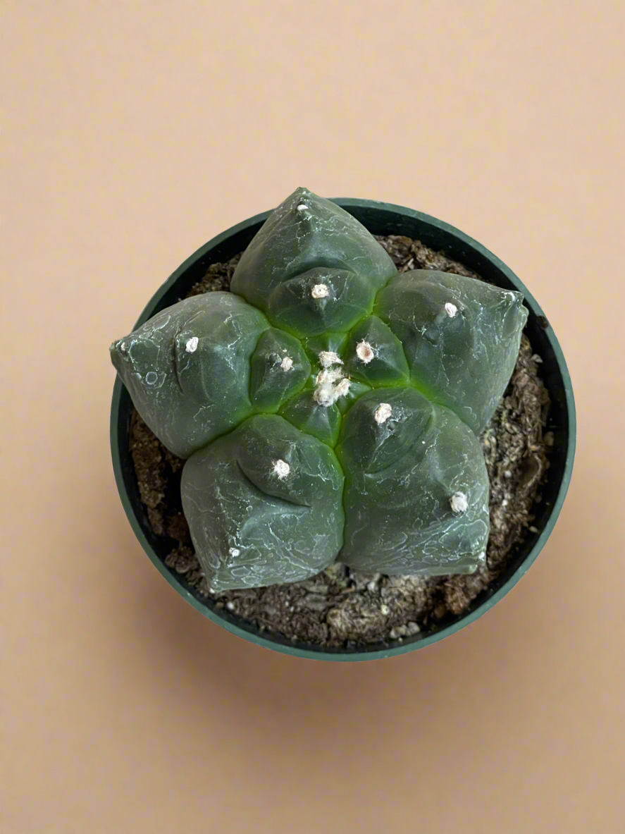 4.5” Astrophytum Myriostigma cv. Kikko Nudum