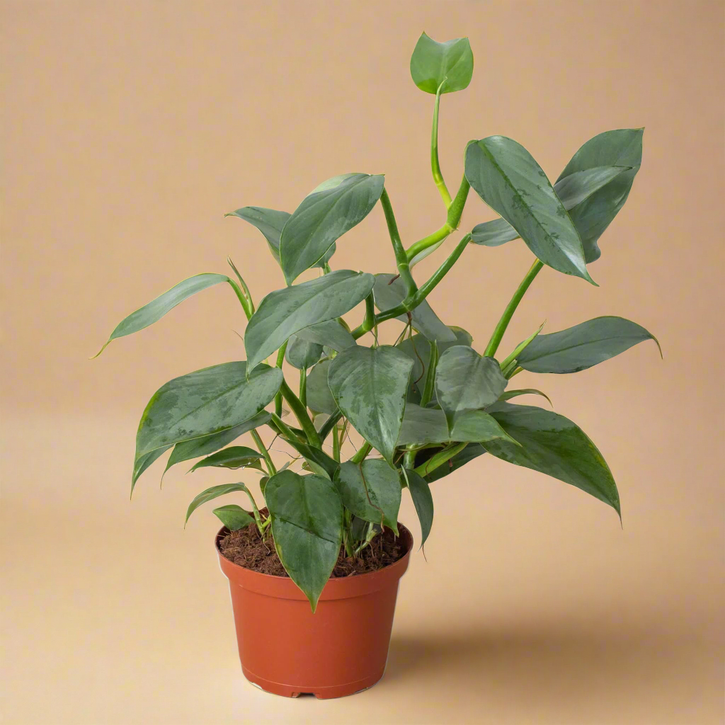 Philodendron 'Silver Sword'
