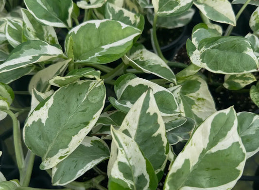 4” Pothos ‘N’Joy’ Epipremnum
