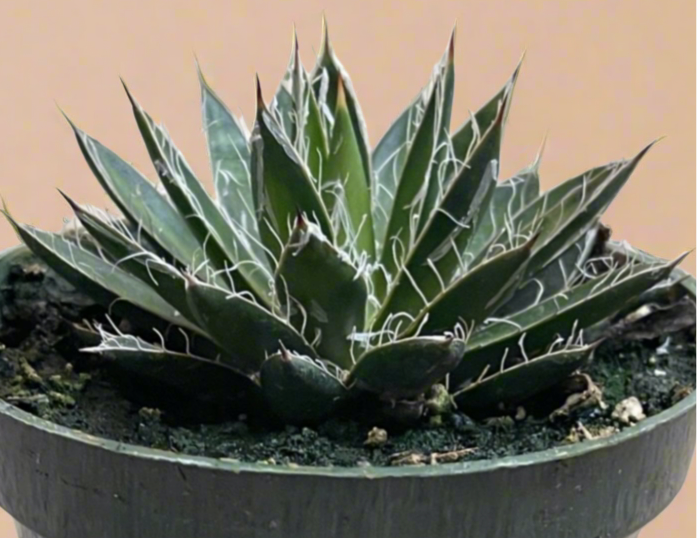 4.5” Agave schidigera ‘Black Widow’ – Century Plant