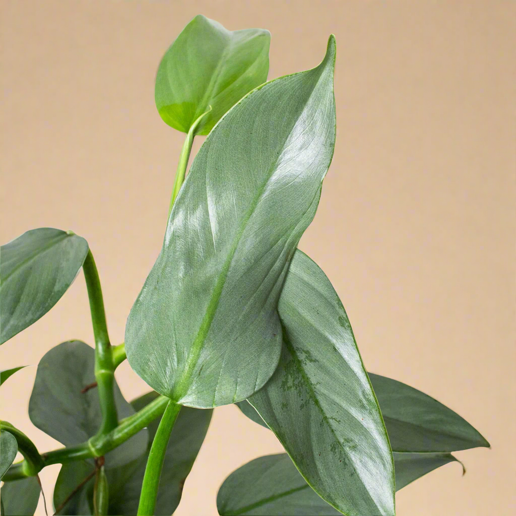 Philodendron 'Silver Sword'