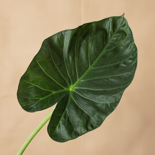 Alocasia 'Regal Shields'