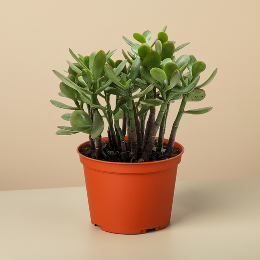 Succulent Crassula 'Jade'