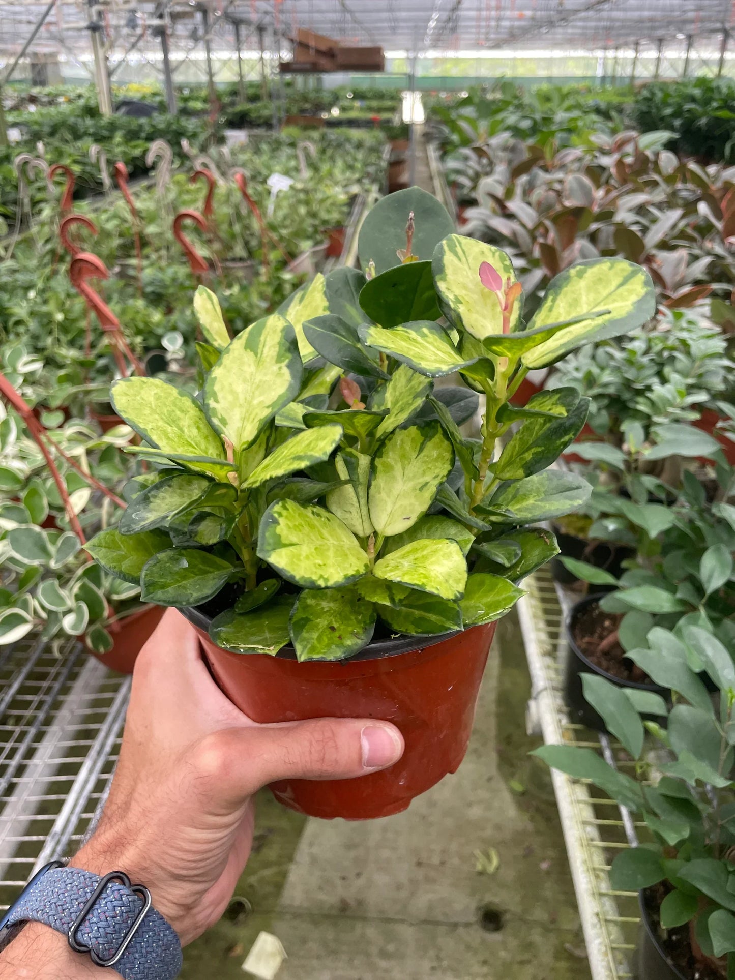 Hoya ‘Lisa’ (Variegated Australis Hoya)
