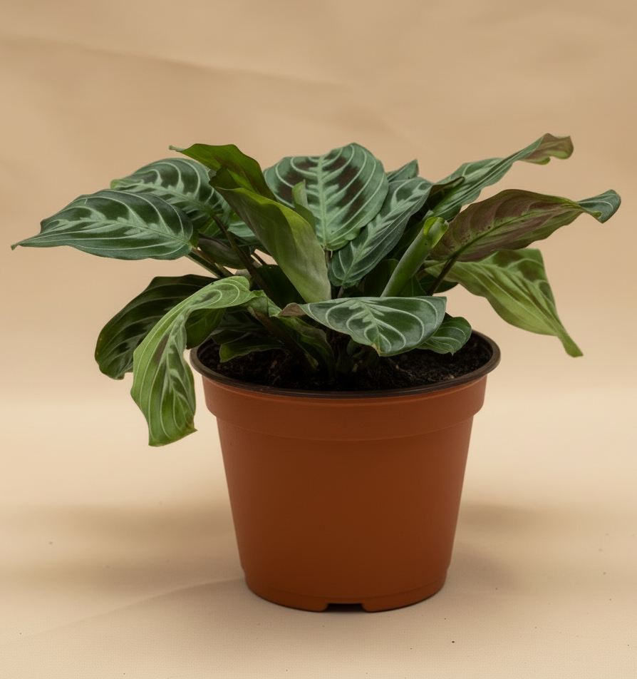 Maranta Black