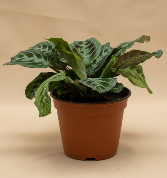 Maranta Black