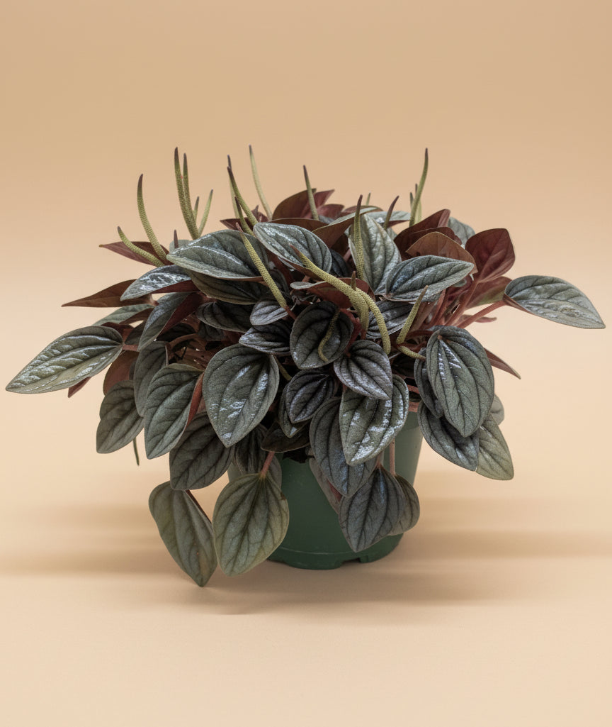Peperomia 'San Marino'