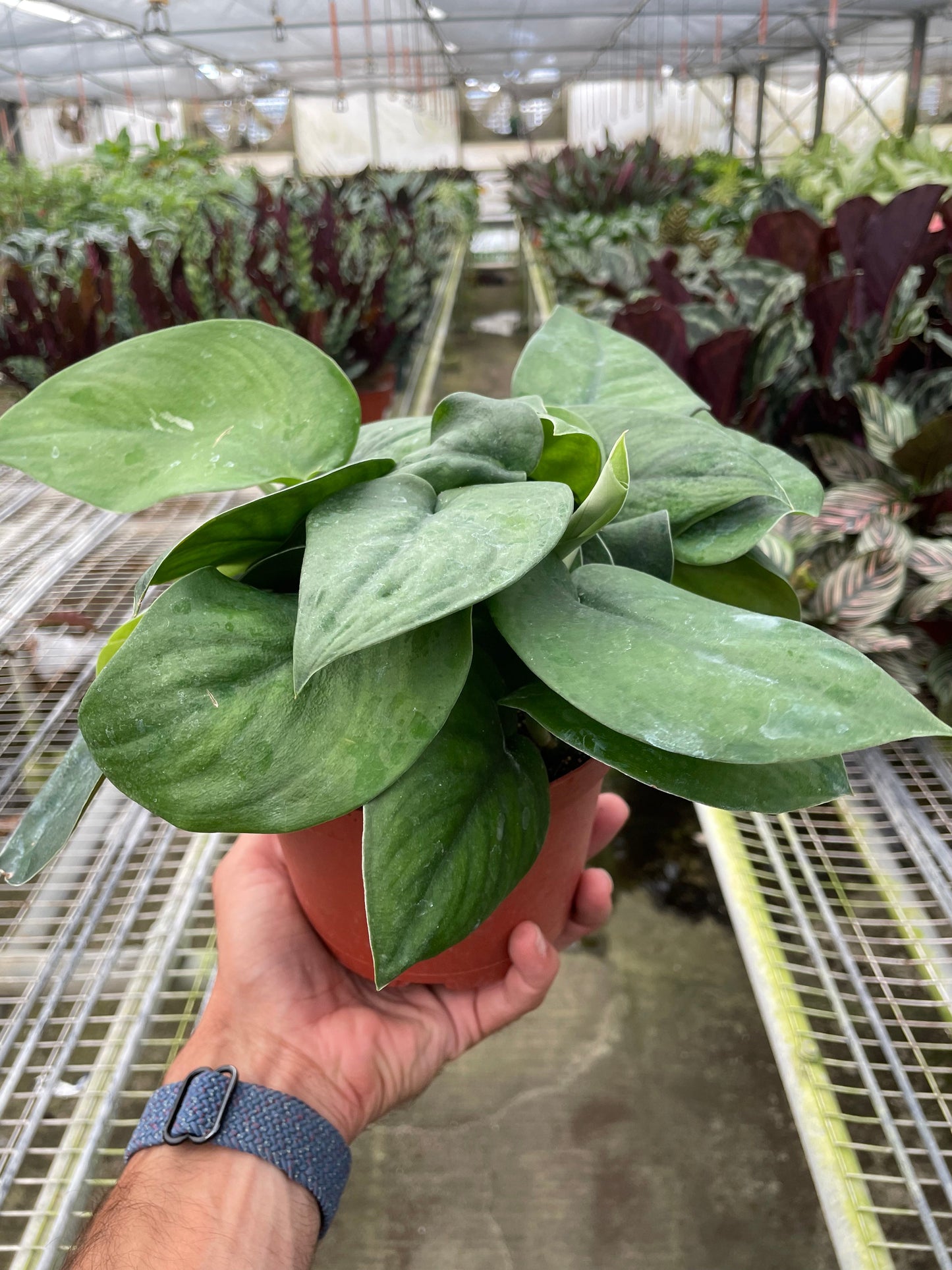 Scindapsus Pictus ‘Jade’