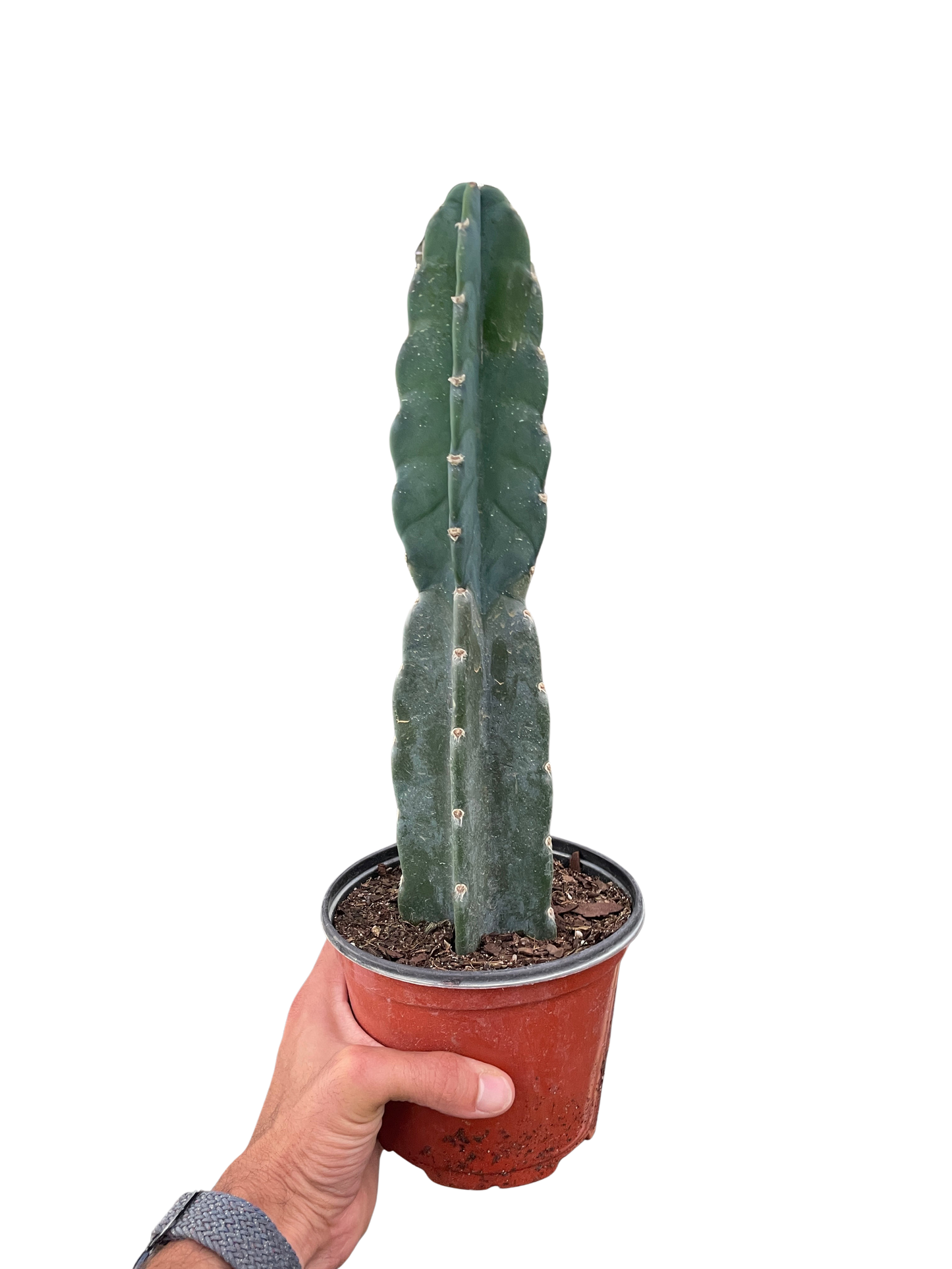 Cereus Jamacaru Cuddly Cactus