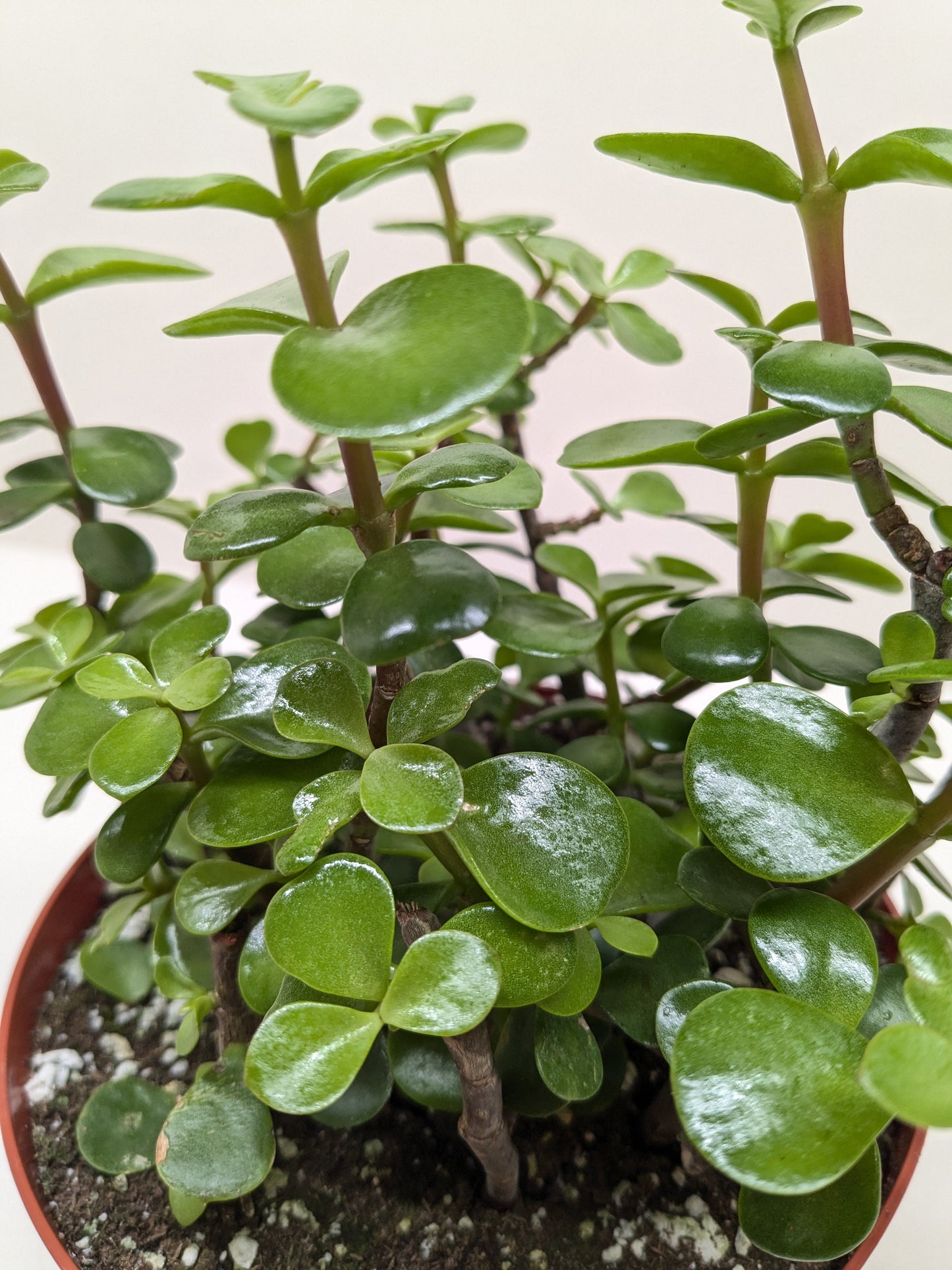 Portulacaria Afra 'Elephant Bush'