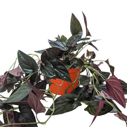 Syngonium 'Red Arrow'