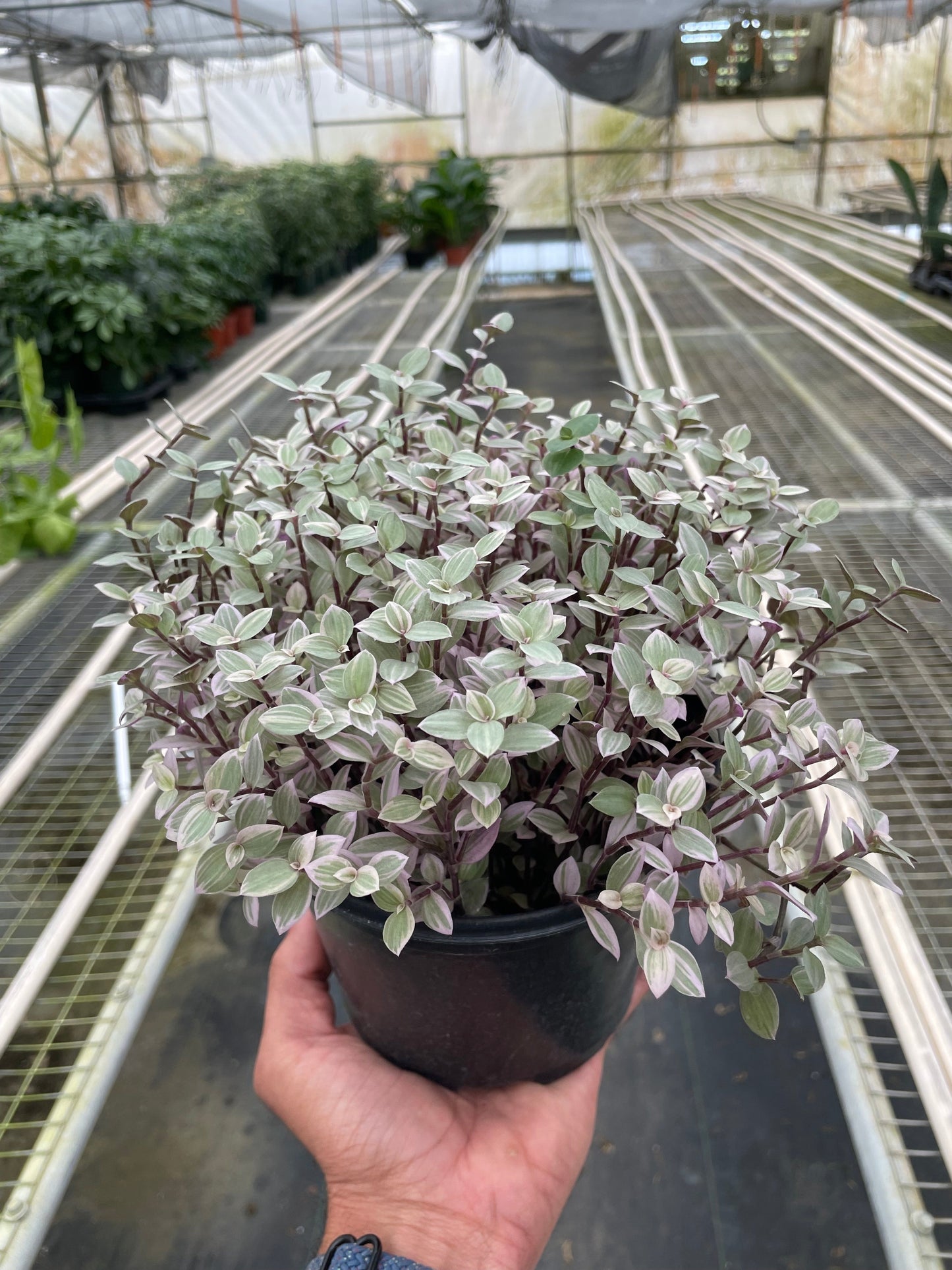 Callisia 'Pink Panther'