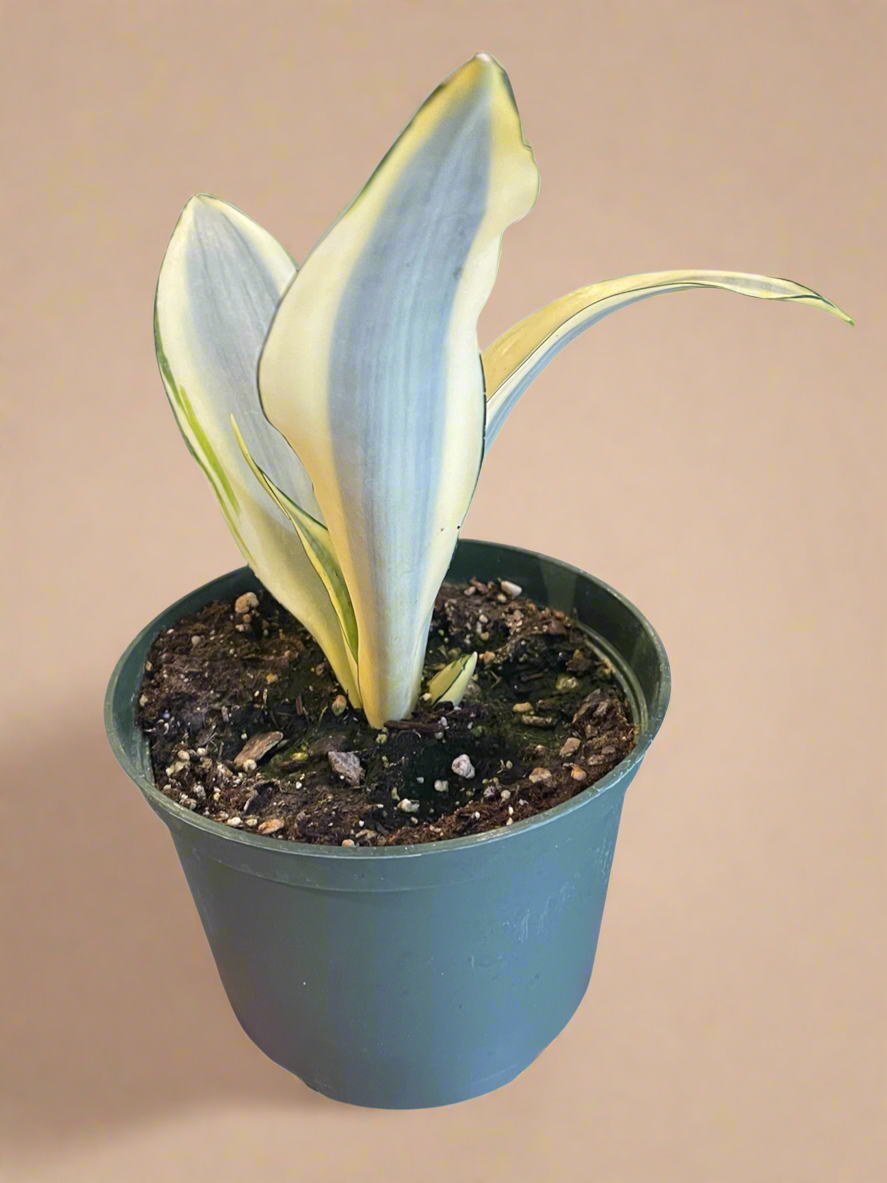 6” Sansevieria Trifasciata ‘Ghost’ - Snake Plant