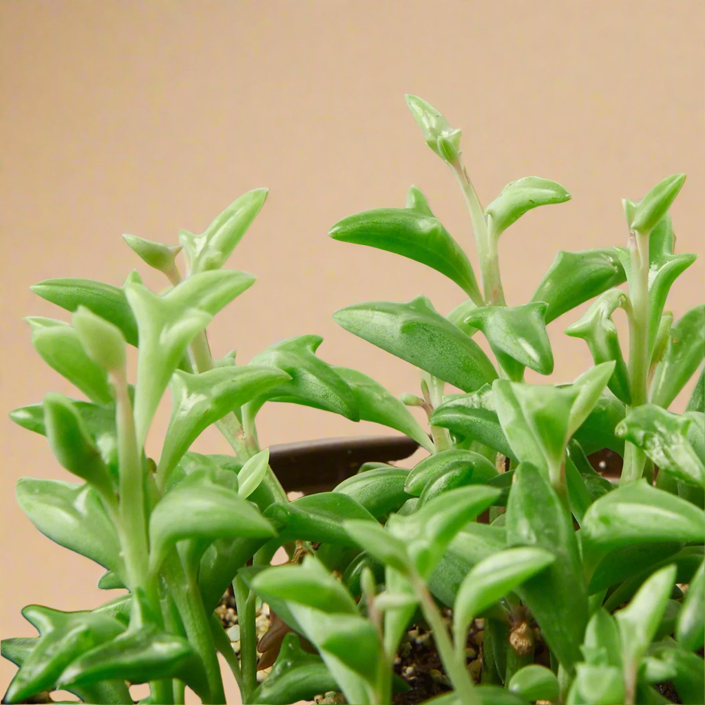 String of Dolphins - Senecio Peregrinus