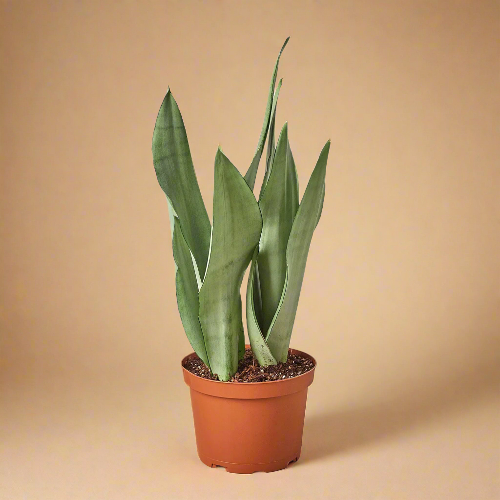 Snake Plant Moonshine
