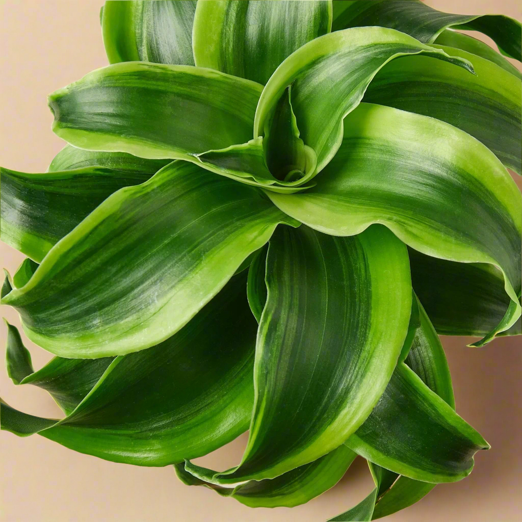 Dracaena 'Tornado'