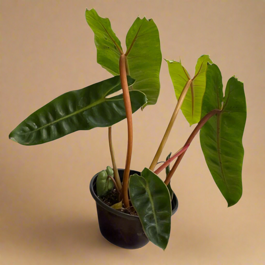 4” Philodendron Billie
