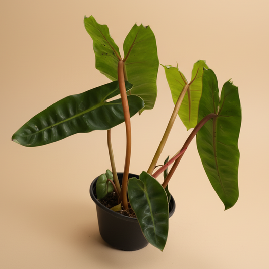 Philodendron Billie - 4” pot
