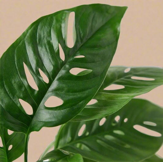 4” Monstera Adansonii - Swiss Cheese Plant