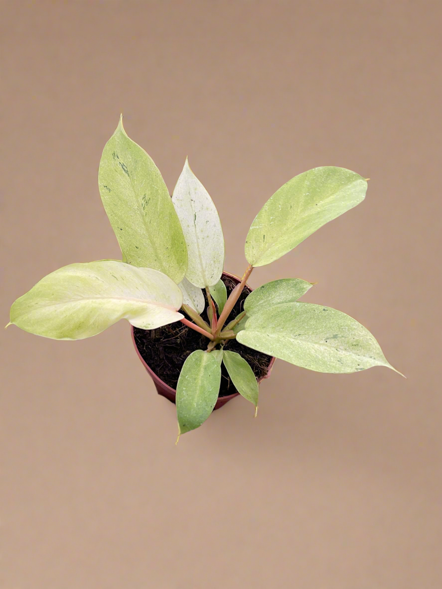 Philodendron 'Snowdrift'