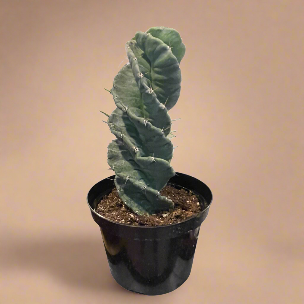 Cereus forbesii ‘Spiralis’ – Spiral Cactus Large 8” Pot