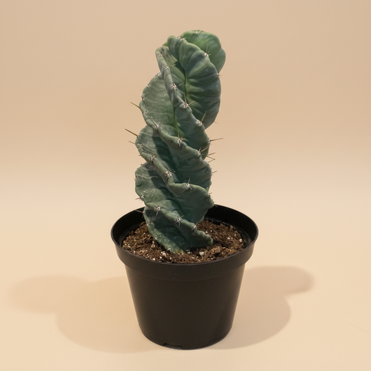 Cereus Forbesii ‘Spiralis’ – Spiral Cactus Large 8” Pot