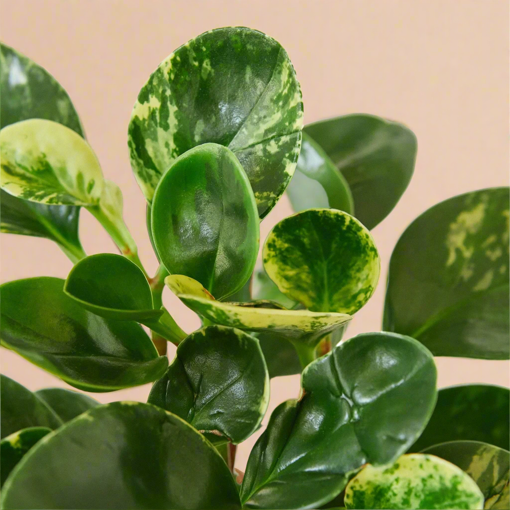 Peperomia 'Marble'