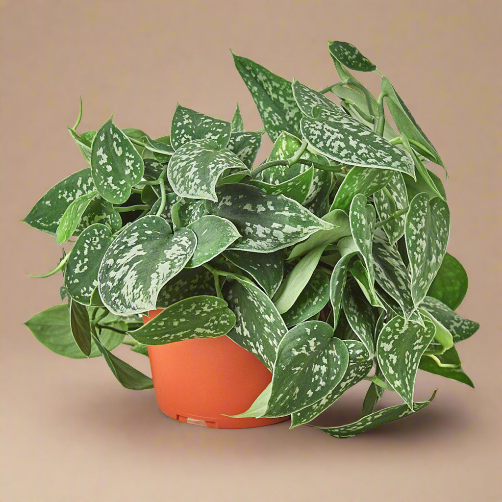 Scindapsus pictus 'Argyraeus'