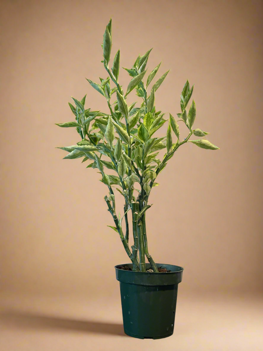 4.5” Euphorbia tithymaloides 'Splish Splash' - Variegated Devil’s Backbone