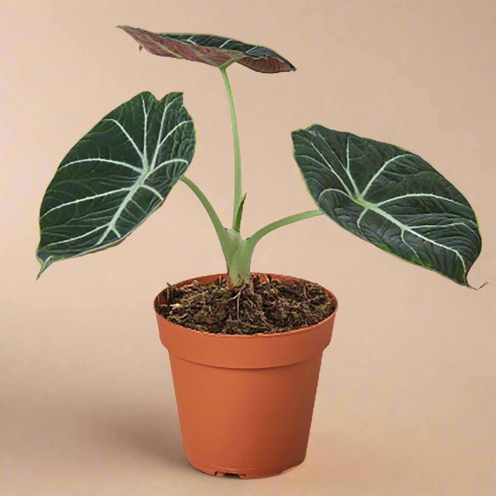 Alocasia Reginula 'Black Velvet'