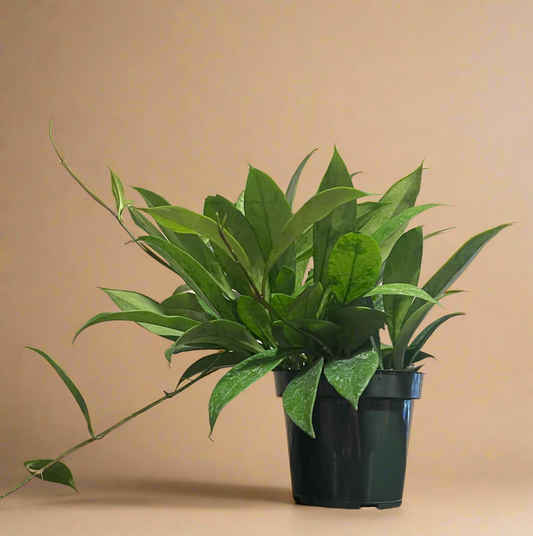 4.5” Hoya Pubicalyx